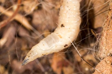 Beyaz doğada larvalar. makro