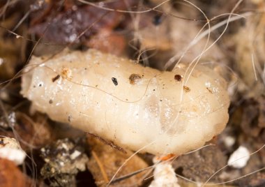 Beyaz doğada larvalar. makro