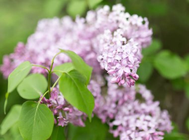 doğa güzel leylak çiçeği