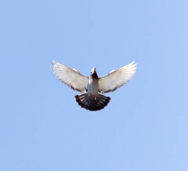 mavi bir gökyüzü üzerinde güvercin