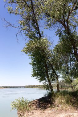 Güzel doğa Syr Darya nehrinde. Kazakistan