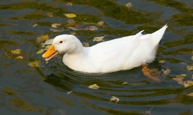 sonbaharda gölde beyaz ördek