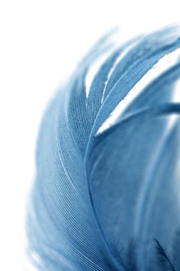 Beyaz arkaplanda mavi tüy