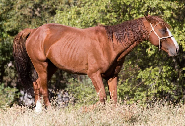 Röd häst på naturen i höst — Stockfoto