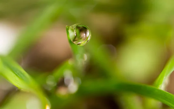 Gouttes de rosée sur l'herbe verte. macro — Photo