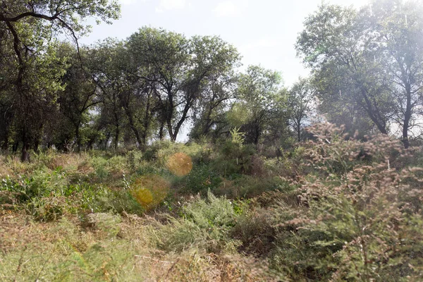 Sommarregn i naturen — Stockfoto