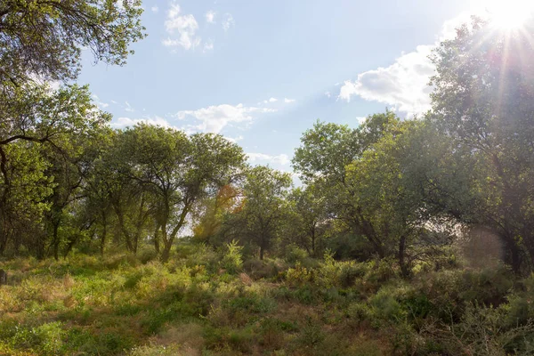 Natuur in het bos — Stockfoto