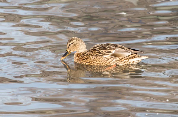 Anatra nel lago nella natura — Foto Stock