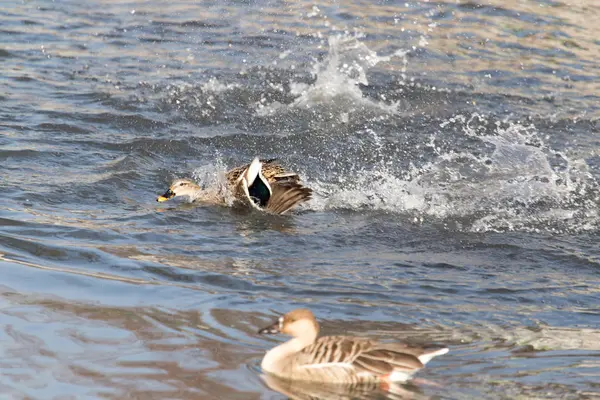Canard dans le lac dans la nature — Photo