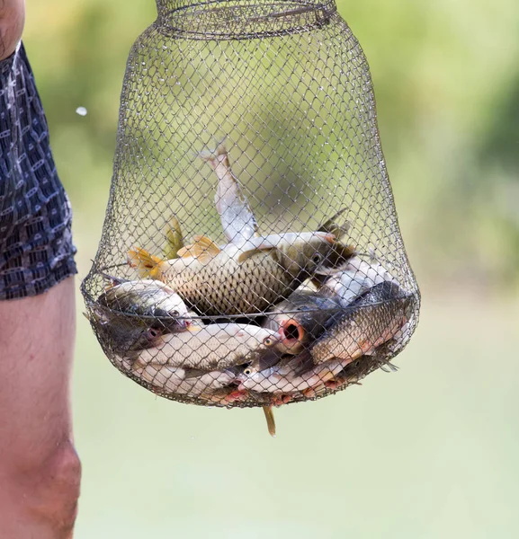 Pescado en jaulas pescador — Foto de Stock