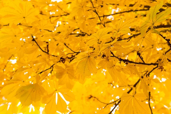 As folhas na árvore na natureza no outono — Fotografia de Stock