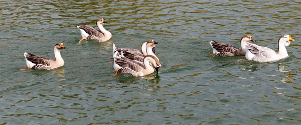 Un troupeau de canards sur le lac en automne — Photo