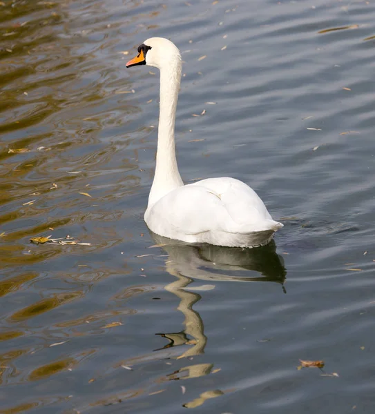 Bílá labuť na jezeře na podzim — Stock fotografie