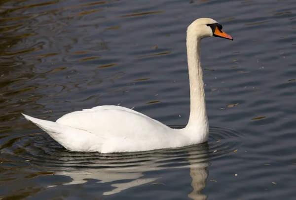 Cisne branco no lago no outono — Fotografia de Stock