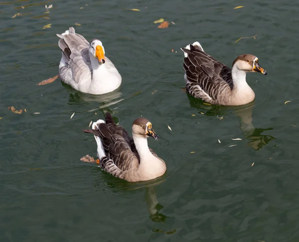 Un troupeau de canards sur le lac en automne — Photo
