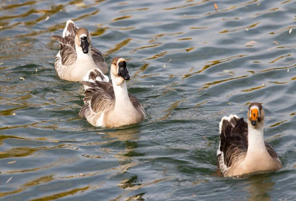 Ankkaparvi järvellä syksyllä — kuvapankkivalokuva