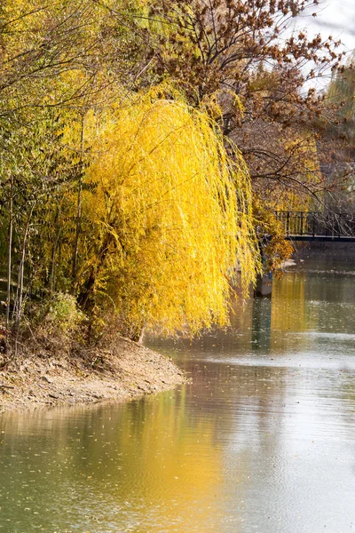 Yellow willow outdoors in autumn — Stock Photo, Image