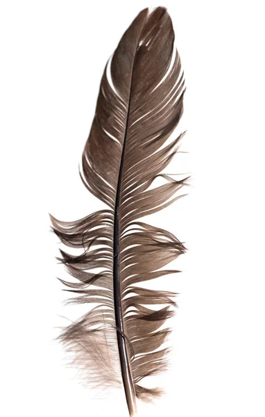 Feather on a white background — Stock Photo, Image