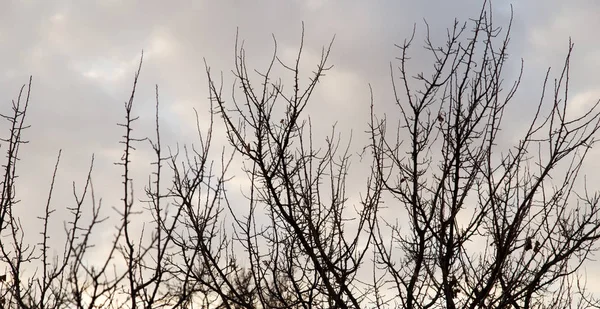 Csupasz ágak egy fa a nap Hajnal — Stock Fotó