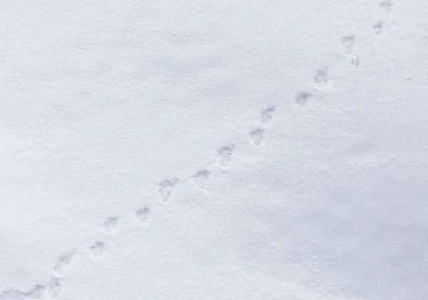 白雪上的动物足迹 — 图库照片