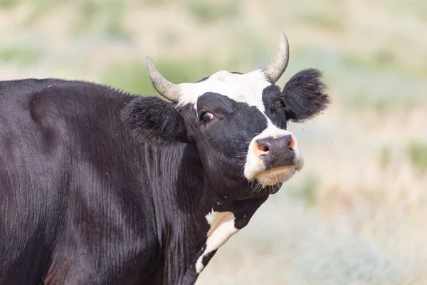 牧草地での牛の放牧 — ストック写真