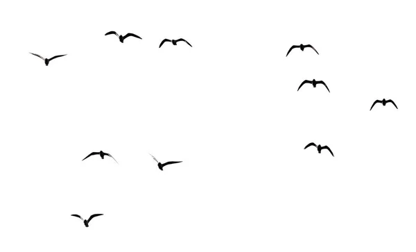 Silhouette of a flock of birds on a white background — Stock Photo, Image