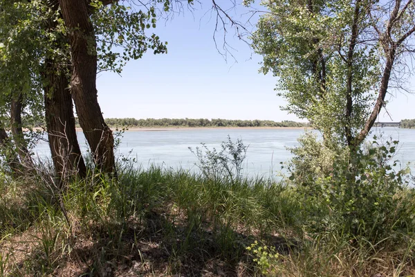 Árboles en el río Syr Darya. Kazajstán — Foto de Stock