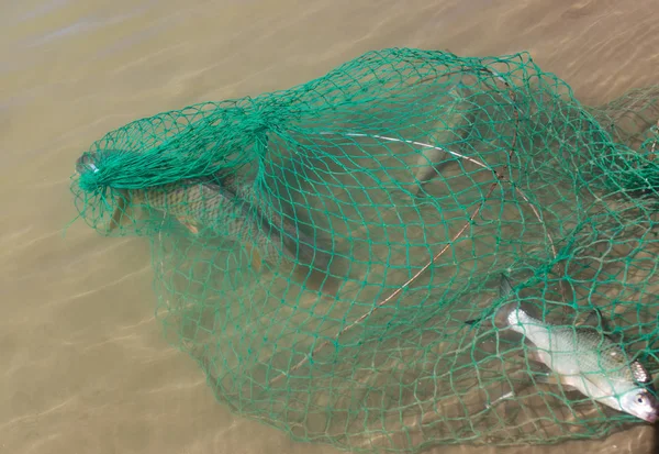 Pescado en jaulas pescador — Foto de Stock