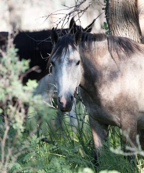 森林里的马 — 图库照片