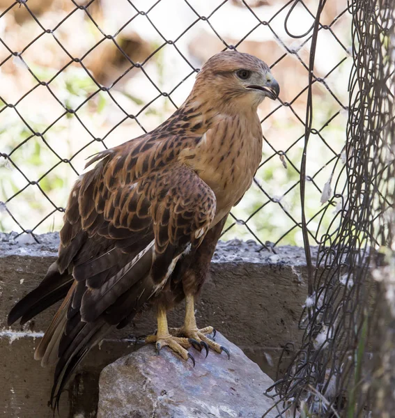 Eagle behind a fence in zoo — Stock Photo, Image