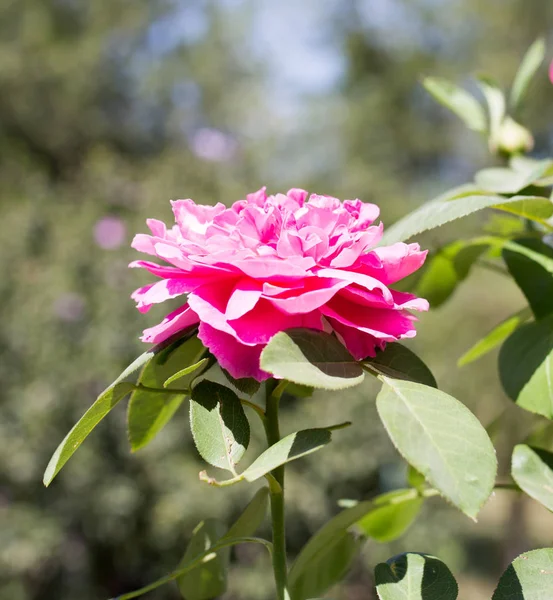 Roze roos in de natuur — Stockfoto