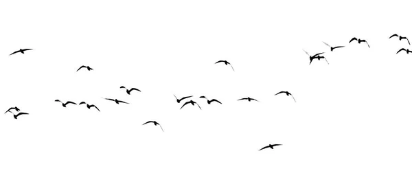 Silhouette einer Vogelschar auf weißem Hintergrund — Stockfoto