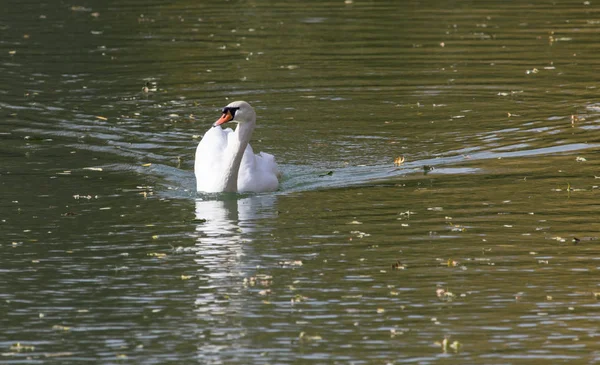 Weißer Schwan im Herbst auf dem See — Stockfoto