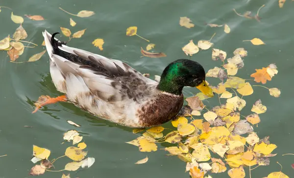 Duck on the lake in autumn — Stock Photo, Image