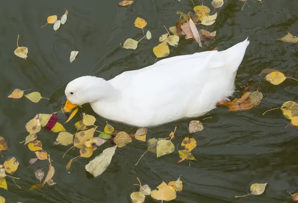 Bílá kachna na jezeře na podzim — Stock fotografie