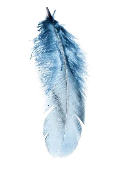 Pluma azul sobre un fondo blanco —  Fotos de Stock