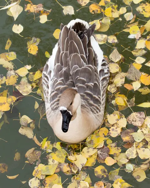 Duck on the lake in autumn — Stock Photo, Image