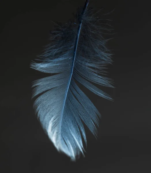 blue feather on a black background