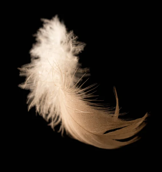 Feather on a black background — Stock Photo, Image