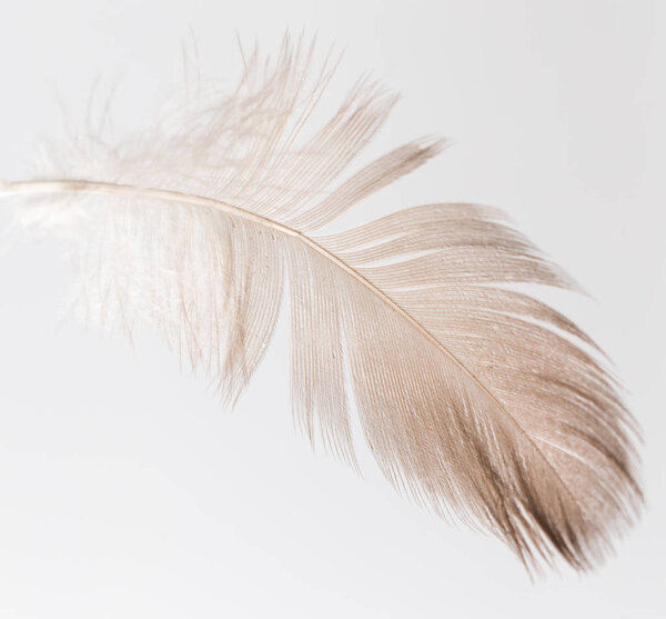 перо на белом фоне