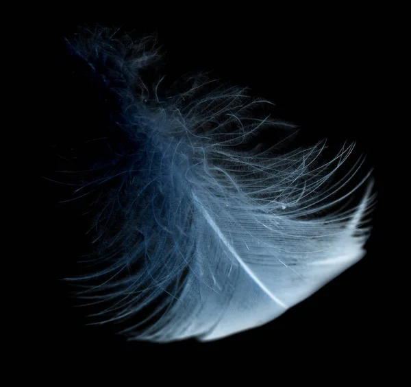 Siyah bir zemin üzerine mavi tüy — Stok fotoğraf