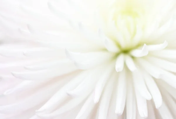 Flor branca como fundo — Fotografia de Stock