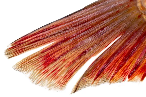 Coda di pesce su uno sfondo bianco — Foto Stock