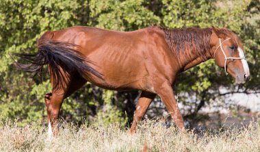 sonbahar doğada kırmızı ata