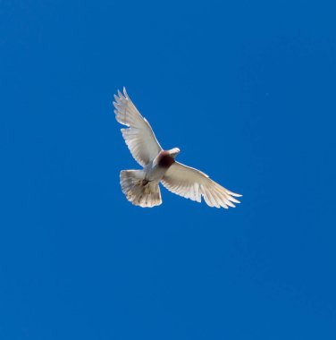 Mavi gökyüzüne karşı uçan bir güvercin