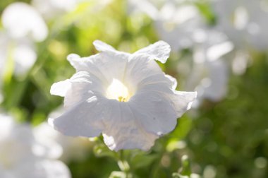 doğada güzel beyaz çiçek