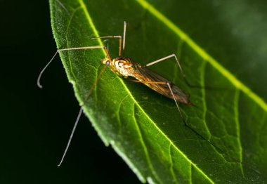Büyük sivrisinek üzerindeki yeşil yaprak
