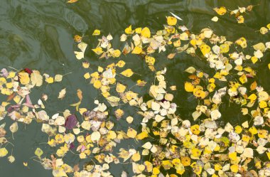 Sarı su yüzeyinde sonbaharda yapraklar.