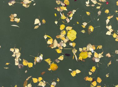 Sarı su yüzeyinde sonbaharda yapraklar.