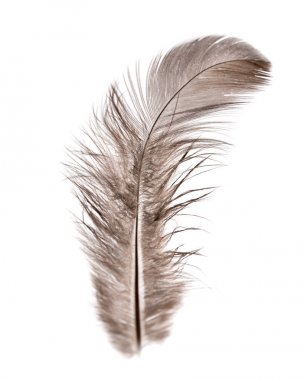 Beyaz arkaplanda tüy